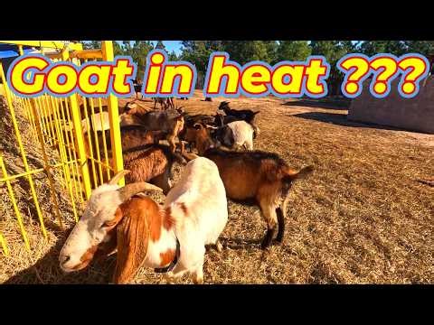 How to Tell When a Goat Is in Heat (Simple Signs Explained)