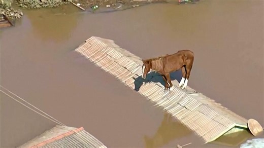 Horse stranded in Brazilian floods rescued from tin roof