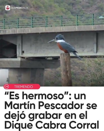🐦💙 “ES HERMOSO” UN MARTÍN PESCADOR SE DEJÓ GRABAR EN EL DIQUE CABRA CORRAL | #QUEPASASALTA