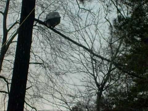 How to Get a Cat out of a Tree