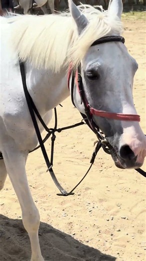 Kids Riding Beautiful White Horses! 🐴🤍 Fun Moments with Two Horses