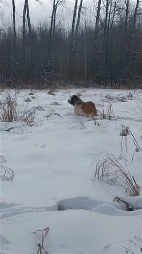 Winter walks with Maple