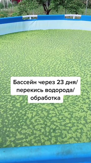 Understanding Algae Blooms in Freshwater Ecosystems