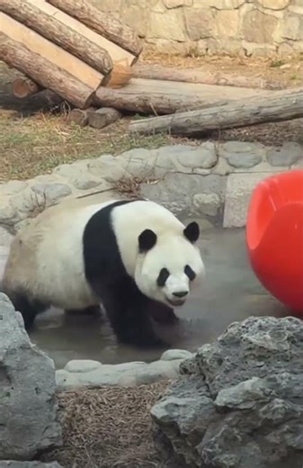 萌兰水池里洗脚 #大熊猫 #panda #熊日常 #cute #一起玩耍一起成长真好呀