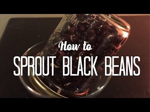 How to Sprout Black Beans