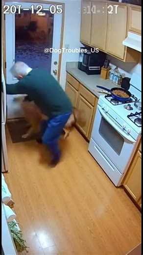 Golden Retriever Pulls Owner Outside Seconds Before Gas Blast #cctv #dog #saveing