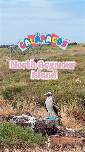 【ガラパゴス諸島】生命あふれる、ノースセイモア島