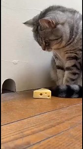 Cat and Mouse's Sweet Encounter A mouse offers a heart to a cat after taking cheese! #fblifestyle #AI Generated using Kling AI . . . (For entertainment purposes only. Consult professionals if guidance on activities is presented. No brand affiliation is implied if any are shown. If inspired by true events, creative adaptations may be included. Content may include public footage.) | Faça você mesmo