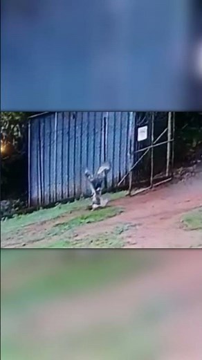 Hawk Attacks Cat – No Escape!