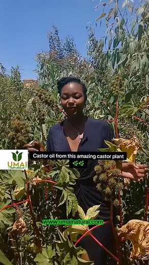 How to make Castor oil packs , so easy and healing You will need, A Soft, flannel cloth (cotton or wool). You may Cut cloth to the appropriate patches depending on application area 🫘Cold-pressed castor oil Wax paper or plastic wrap/cling fling Heat source (a non-electric source is preferable such as a hot water bottle. However, you can use an electric blanket or heating pad, if necessary) 🫛Directions Fold the cloth into a two-to-four-inch thickness. Saturate the cloth with the cold-pressed cas