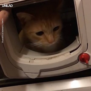 "He's only ever used the cat flap as a knocker..." 😂😂 | UNILAD