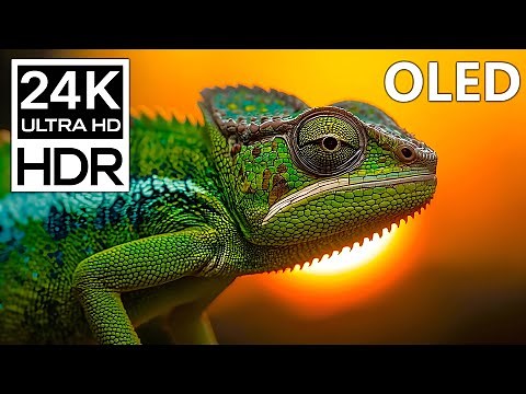 SHARPEST Wildlife Footage | 24K HDR 60FPS Dolby Vision (4K / 8K TV)