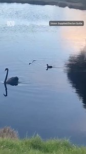 121K views · 771 reactions | Snakes at the Swamp  This magnificent creature was captured going for an evening swim through Big Swamp Parklands in Bunbury yesterday. Bunbury local Declan Quille was walking through the area with his one year old daughter before spotting the snake slithering with the birdlife. Video supplied: Declan Quille | ABC Perth | Facebook