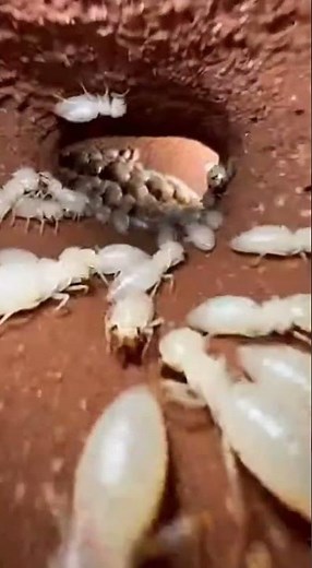 Termite POV Inside a Massive Colony | Real Macro Soldier Termite Camera Footage