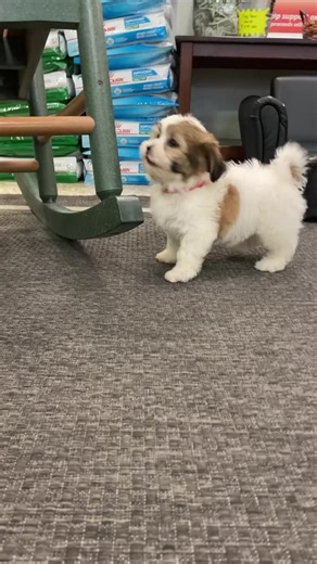 Sookie the Teddy Bear 🥰#teddybearlove #teddybear #teddybearpuppy #teddybeardogsofinstagram #teddybeardog #teddybearbreeds #teddybearlove #dogsofinstagram #dogs #dogsdaily #dogsonadventures #cutepuppies #puppiesoftheday #puppiesofinstagram #puppiesmakemehappy | Berlin Pet Shoppe