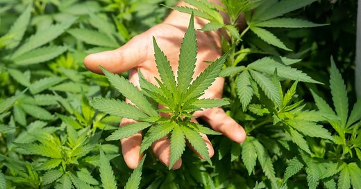 Recreational weed legalization in Maryland: Here's what you need to know