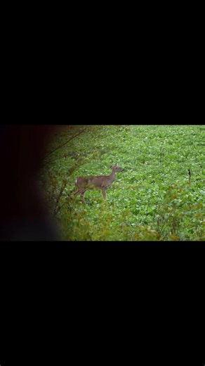 300 blackout does the trick! | Crossroads with the Burtons