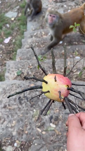 Funny Monkey Videos That Will Make You Laugh