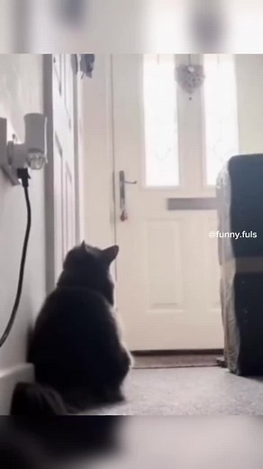 Funny Talking Cat Videos Compilation