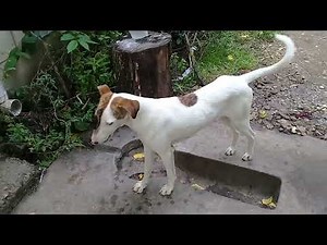 Sibling Stray pups fighting White Stray dog/eating raw chicken feet/cookies/Mountain village/Deja Wu