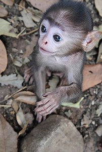 217K views · 3.8K reactions | Meet the incredibly cute Baby Mangabey!...