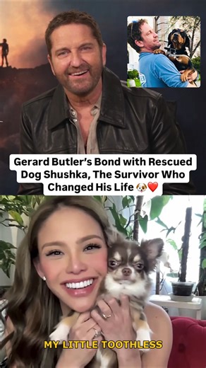 Gretchen Fullido on Instagram: "Gerard Butler talks about his dog, Shushka — a rescue he found in Bulgaria that changed his life forever. 🐶❤️ She’s a fighter and a survivor, just like Toothless from How to Train Your Dragon in his latest live-action movie 🥰 Watch the full interview on my YouTube channel: Gretchen Fullido Official ✨ #GerardButler #howtotrainyourdragon #httyd #liveaction #movie #rescue #shushka #toothless #GerardAndShushka #RescueDog #LifeChanger #leo #chihuahua #dogs #dog"