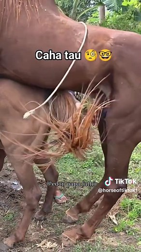 horse breeding process #viralvideo #satisfying #breeding #horsemating #horsebreeding