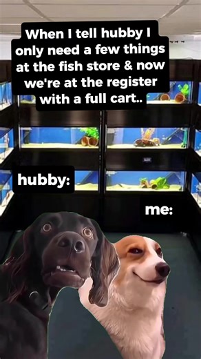 Aquarium Hobby Humor: Laughing at Fish Tank Memes