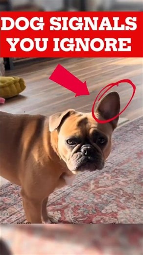 This Is What Your Dog’s Tail and Ears Are Trying to Tell You #shorts