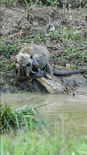 Why Animals Unable To Escape Crocodile By info fact News