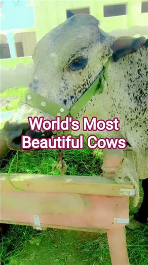 World's Most Beautiful Cows | Nature's Majestic Beauties Revealed|HSM Official