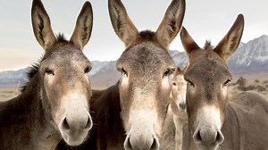 Sweet Donkeys Can't Come Running Fast Enough When Woman Serenades Them With a Song