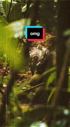 potential footage of real dog-like alien caught on film during hike in national park in amazon rainforest near Brazil #amazon #brasil🇧🇷 #alien #extraterrestrial #extra