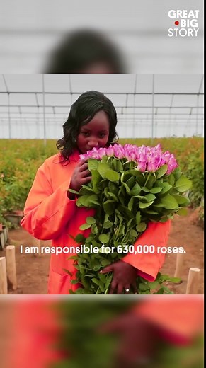 Kenya’s rose production, a blooming industry in Lake Naivasha