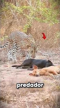The Most Unbelievable Wild Animal Moments | Ep. 38