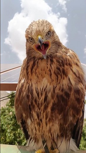 My Hawk Screaming Loudly in the Mountains😳🦅