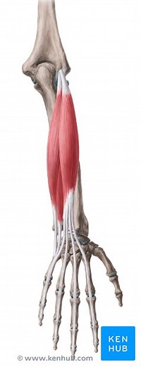 Oberflächliche Extensoren des Unterarms