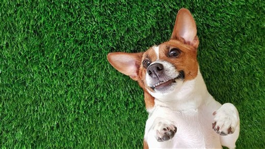 Les Chiens Peuvent-Ils Sourire ?