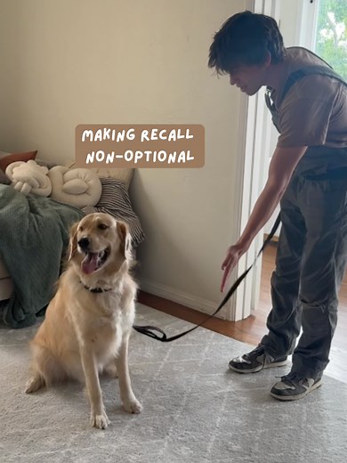Effective Dog Training Tips for Reward-Based Learning