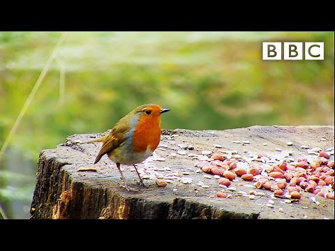 Live Winterwatch: Day 1 🦔 2021 🐿 BBC