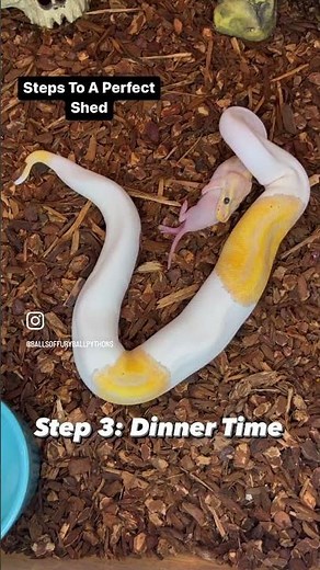 How to help your ball python shed it’s skin #ballpython #reptiles #shorts #animals #pets #viral