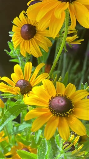 Spring Wildflowers at Maple Valley Farm