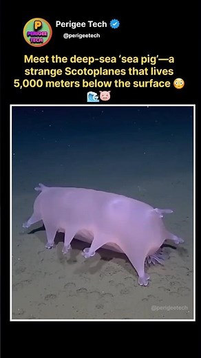 This ‘Sea Pig’ Lives 5000m Deep 😳🌊🐷 #shorts #ocean #deepsea #animals #nature #science #viral