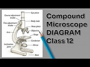 Microscope Drawing Easy Step by Step | Compound Microscope Diagram Class 12 Biology