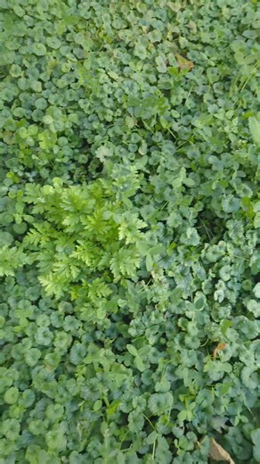 #cloverlawn note: I erroneously called ground mint creeping charlie, and the plant I couldn't remember is plantain. | Mamma Chick