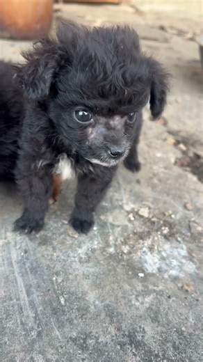 purring puppy #puppy #dog #cute #shortvideo