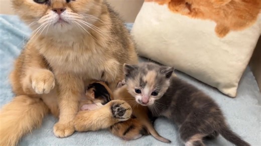 Mom cat voice on Reels