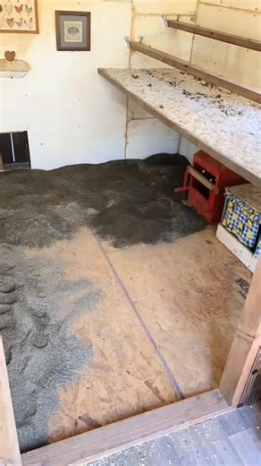 Part 3 of adding sand to the chicken coop! ⏳✨🐓 #sand #chickens #litter #farmlife #tips #homestead #foryoupage | Simply Chickens