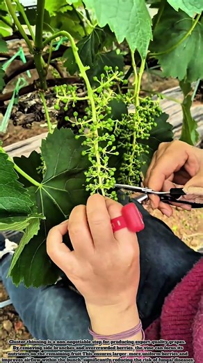 Grape Cluster Thinning And Shaping Techniques In The Early Stage #Farming #Automotivetools #Fruit