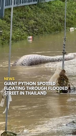 733K views · 2.5K reactions | Just when you thought floods couldn’t get scarier… a MASSIVE python decides to take a swim down a street in Pattani, Thailand!  Source: @saysdotcom | Fly FM | Facebook